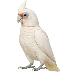 Little Corella